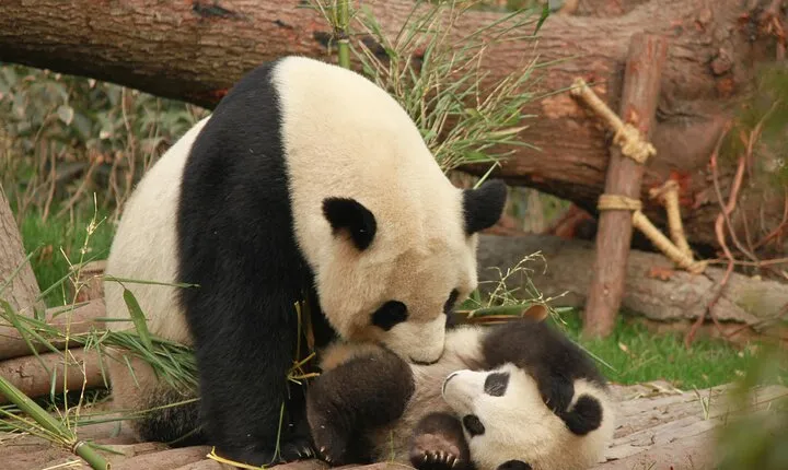 Chengdu Panda and City Private Tour with Local Lunch and Tea