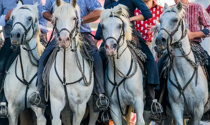 Camargue Small-Group Day Trip from Avignon