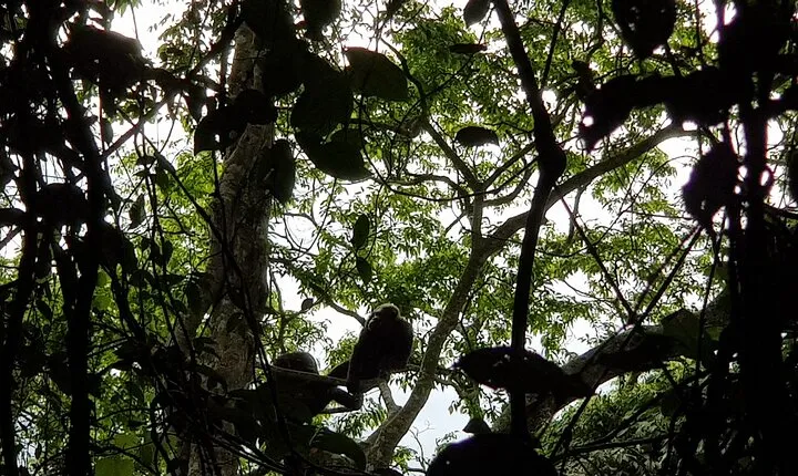 Two-day Nyungwe Canopy, Nyanza King's Palace and Chimpanzees