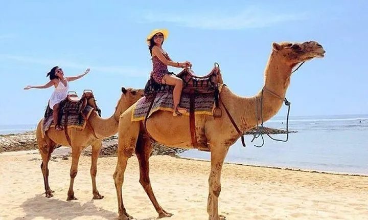 Camel Safari 30 minutes In White Sand Beach 