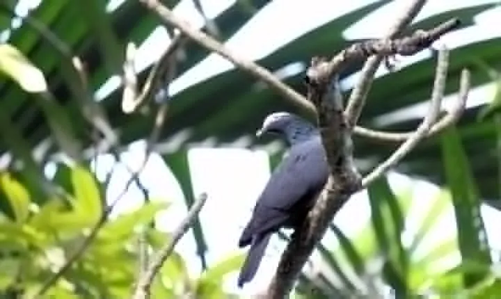 Bird Feeding Sanctuary & Montego Bay Highlight Tour