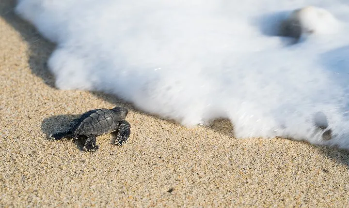 Turtle Release Escobilla Sanctuary and crocs in Ventanilla.