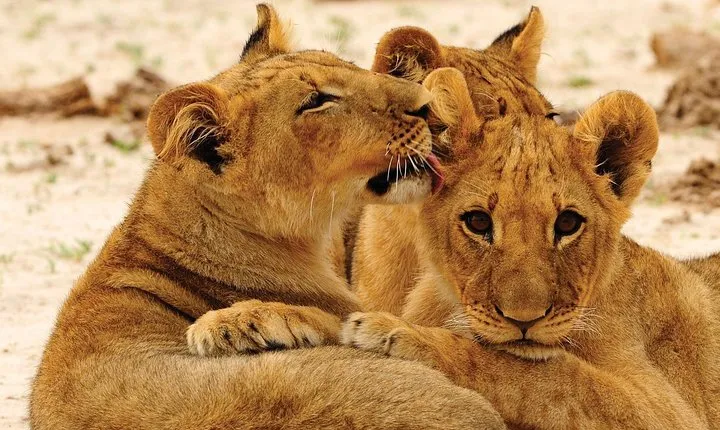 Hwange National Park Full Day Game Drive Safari