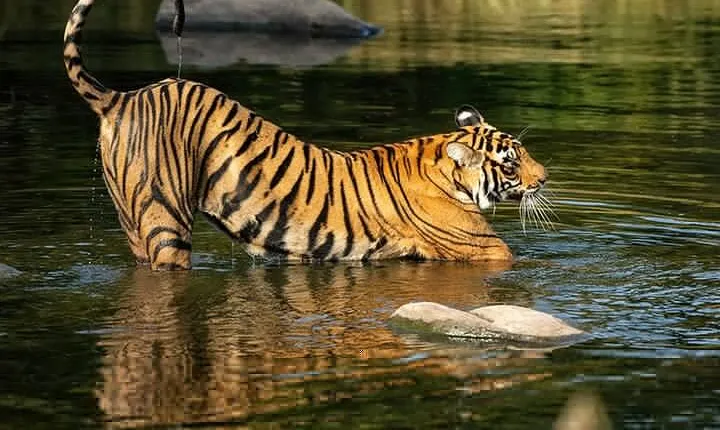  7 Days Private Tour of Taj Mahal, Tigers, Palace and Forts of India
