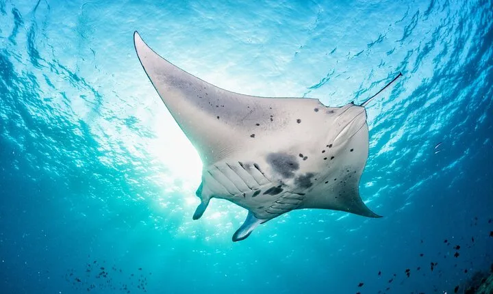 Nusa Lembongan Snorkeling with Manta Bay & Island Tour from Bali