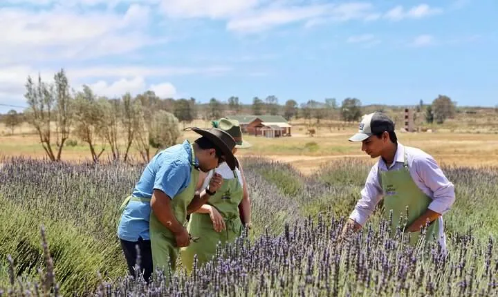 Lavender Field Guided Tour