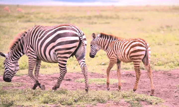 7 Day Ultimate Big Five Wildlife Adventure