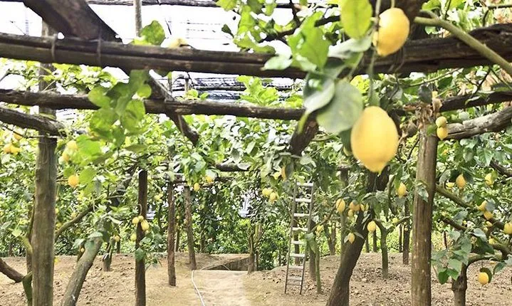 Sorrento Farm by Tuk Tuk: Cheese, Limoncello & Hands-On Pizza