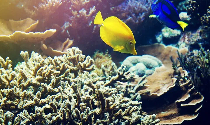 (ALL- IN) Bali Snorkeling Blue Lagoon with Waterfall Visit