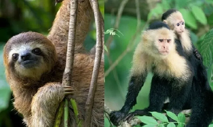 Wildlife boat tour at Gatun Lake Sloth Sanctuary Butterfly Garden