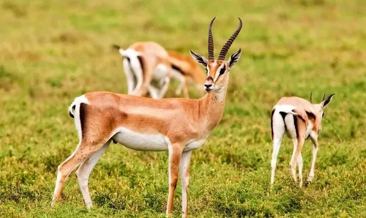 Agadir National Park & 4×4 Jeep Desert Safari Tour with Lunch