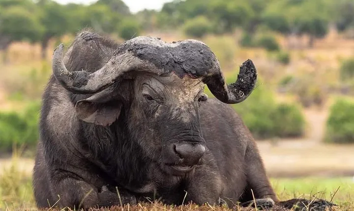 6 Days Tarangire, Serengeti, Ngorongoro and Lake Manyara