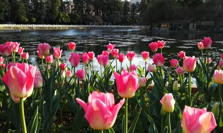 Private Day Tour in Kunming: Flower and Birds Market, Dianchi, Green Lake etc.