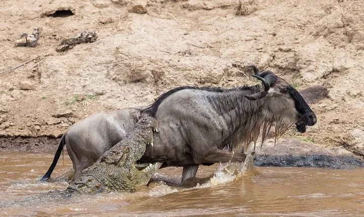 6 Days Migration Safari Serengeti and Ngorongoro Crater
