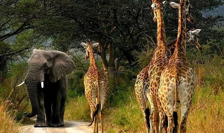 4 Days Lake Manyara, Serengeti and Ngorongoro Crater 