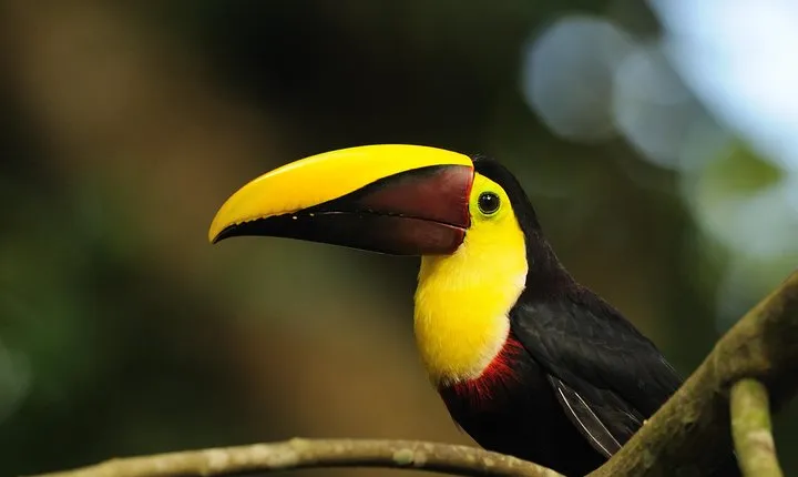 Bird Watching Arenal Oasis