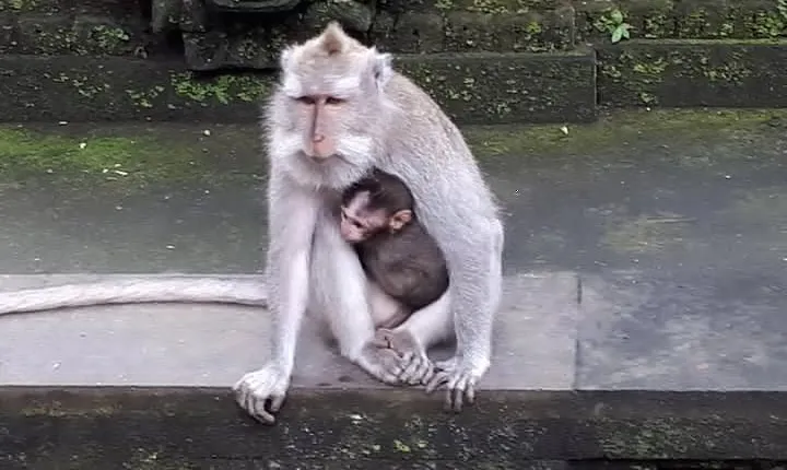 Ubud Monkey Forest And Waterfall Private Day Trip.