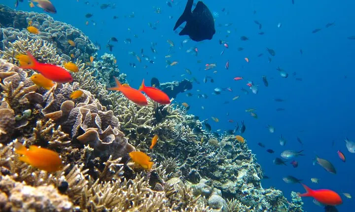 Cozumel Reef Snorkeling Tour