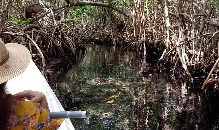 kayak through mangroves to secret beach