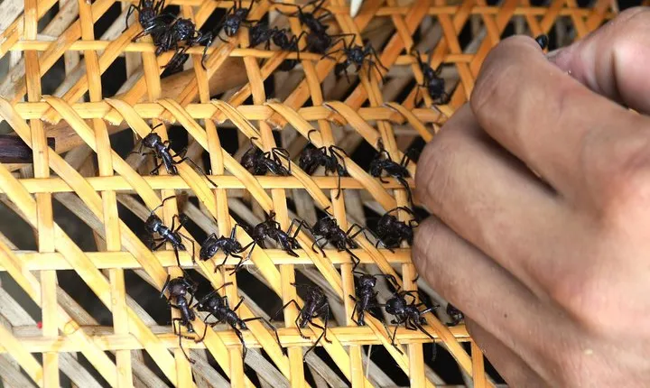 Tucandeira Ants Indigenous Ritual