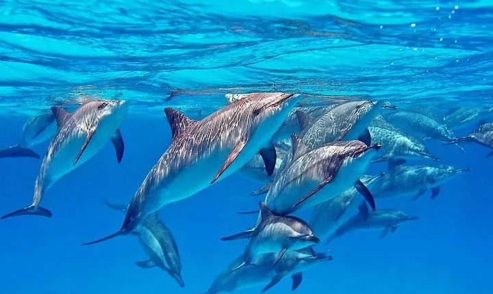 Swim With Dolphin & Snorkeling Sea Trip With Lunch - Marsa Alam