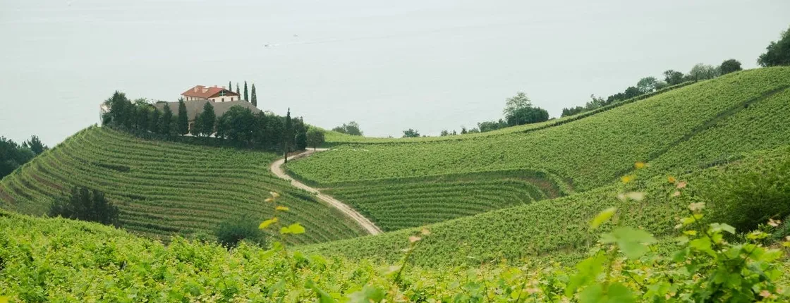 Basque cheese and txakoli wine experience