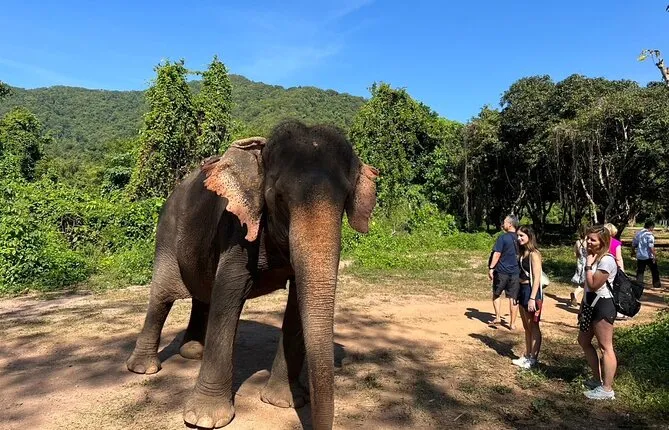 From Bangkok: Elephant Jungle Sanctuary Day Trip