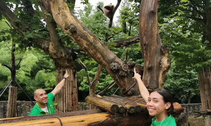 Private Dujiangyan Panda Base Panda Rescue Center Volunteer for a Day