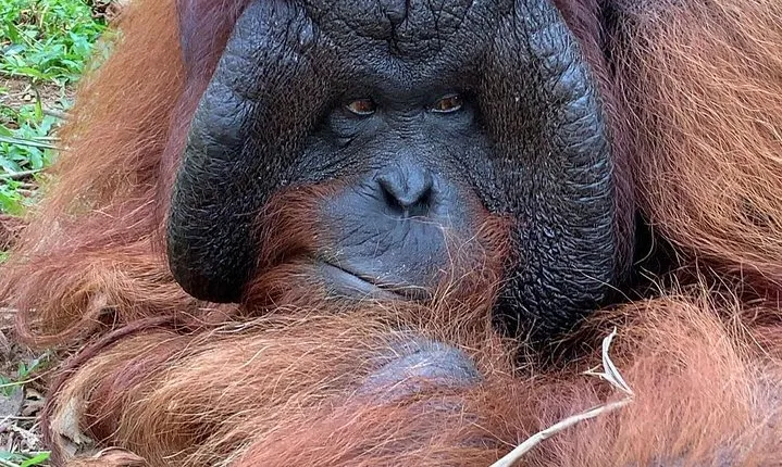 Perak Orang Utan Island from Kuala Lumpur (with Tong Cave)