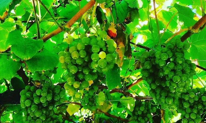 Albariño Wine and Santiago de Compostela
