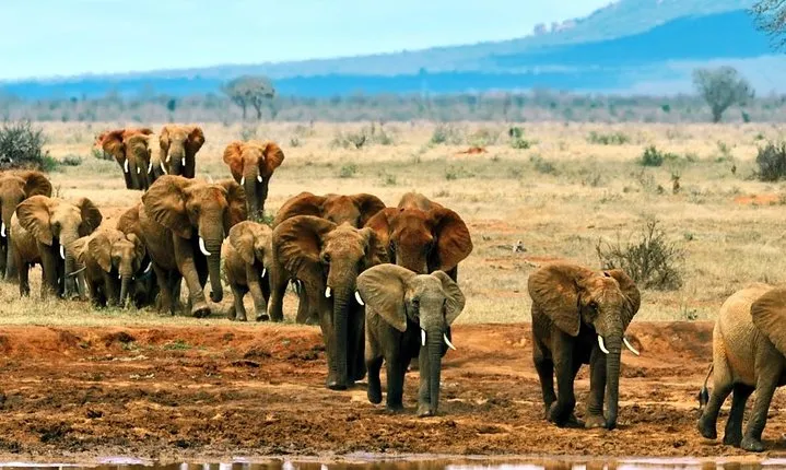 5 Days Amboseli, Tsavo West and Tsavo East National Park Safari