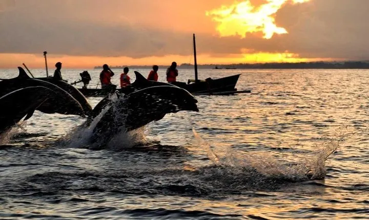 Sunrise Dolphin Wacthing & Menjangan Island Snorkeling Day Trip