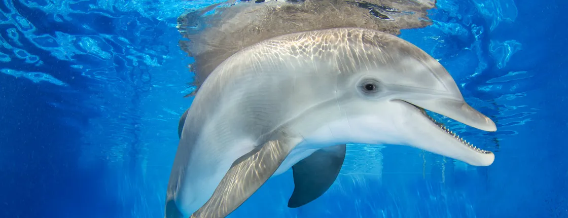 Tickets to Clearwater Marine Aquarium