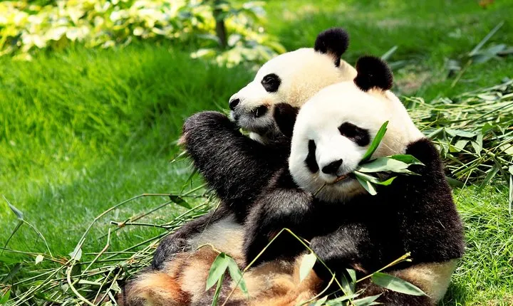 Day Tour: Chengdu Panda Breeding Base and Leshan Giant Buddha