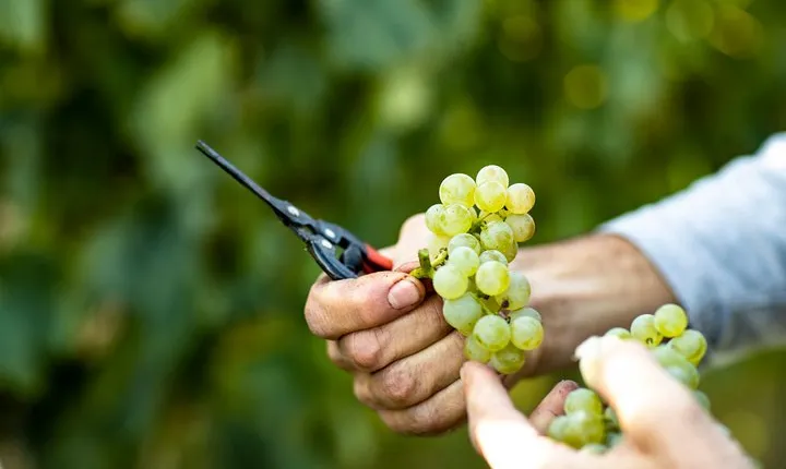 Visit and wine tasting at Tenuta La Cà