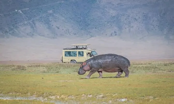 5 Days Private Safaris in Serengeti, Ngorongoro crater &Tarangire