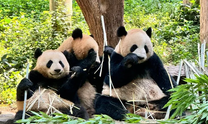 One Day Chengdu Itinerary Panda and Buddha Adventure