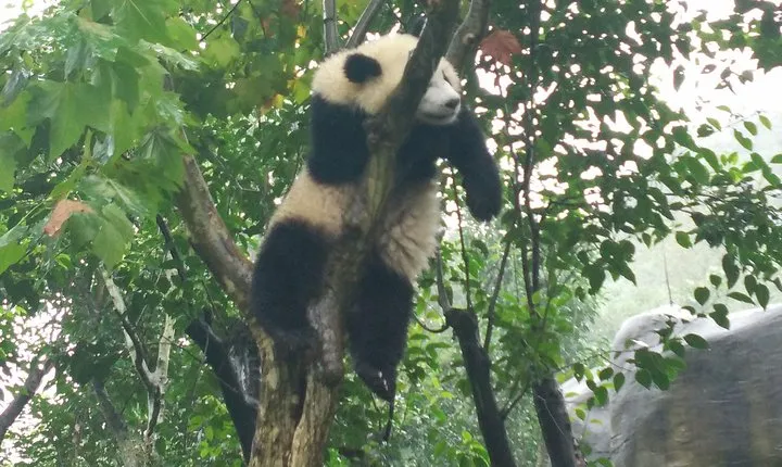 Private Customizable Panda Trip in Chengdu