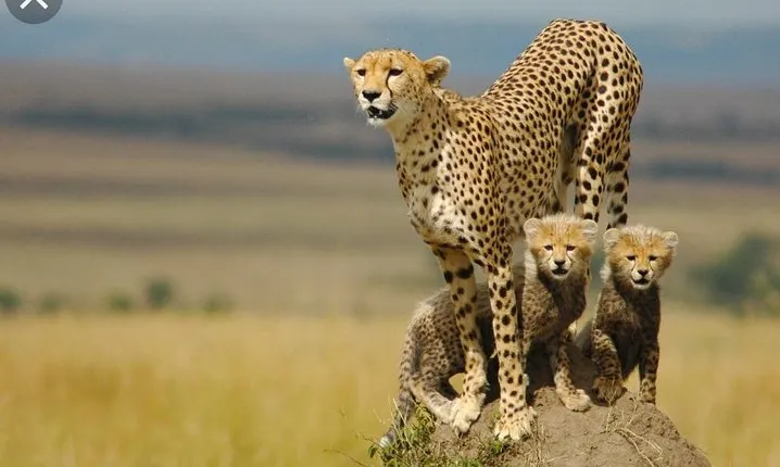 De Wildt Cheetah and Wildlife Centre Private Safari (Private)