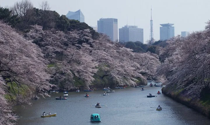 Conquer Tokyo's Best Cherry Blossom Viewing Spots in One Day