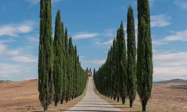 Tuscan Treasures: Private Tour from Rome to Siena and Orvieto