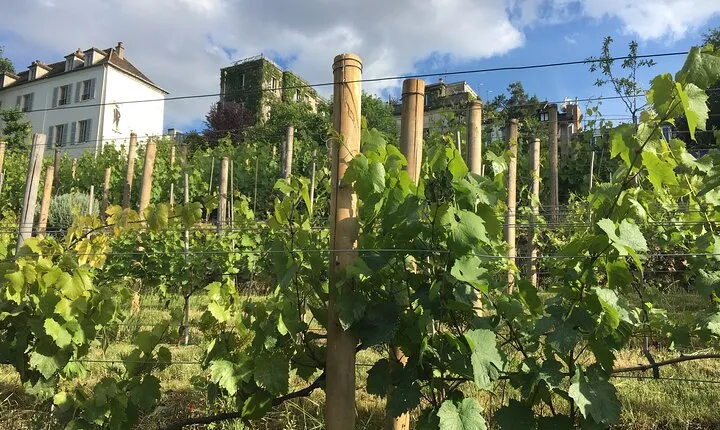 Clos Montmartre 'Paris in your Glass' Wine Tasting