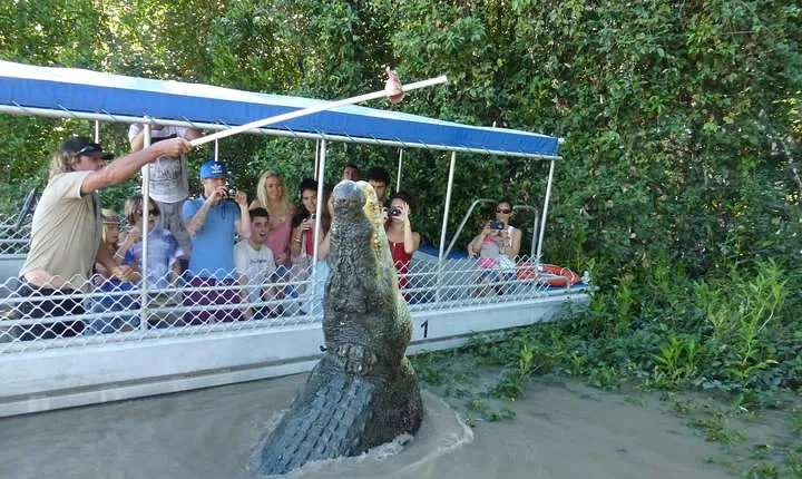 Adelaide River Cruises - Jumping Crocodile Experience