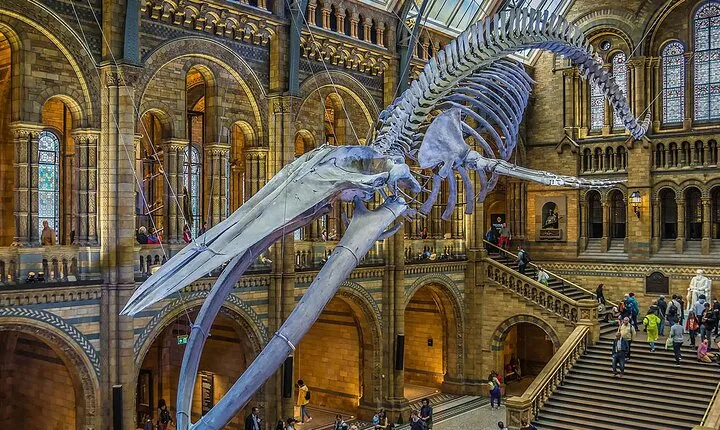 London Natural Marvels Museum Expedition Tour