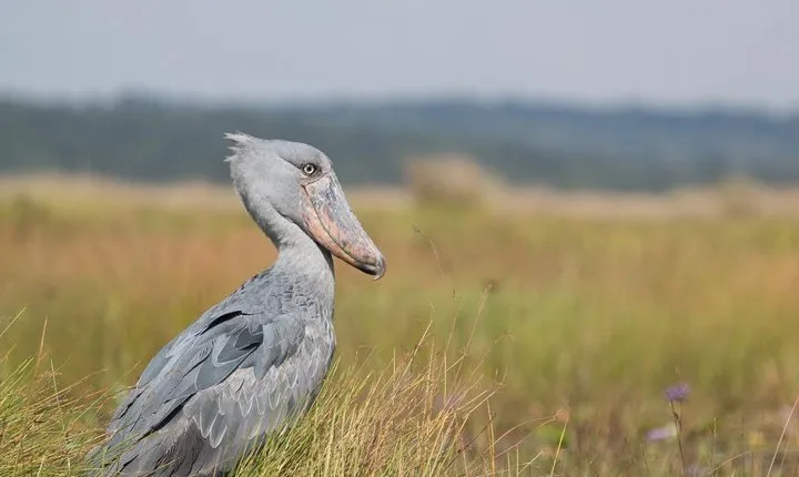 1 day Mabamba (Shoebill) bird watching tour - Shoebill & canoe tour