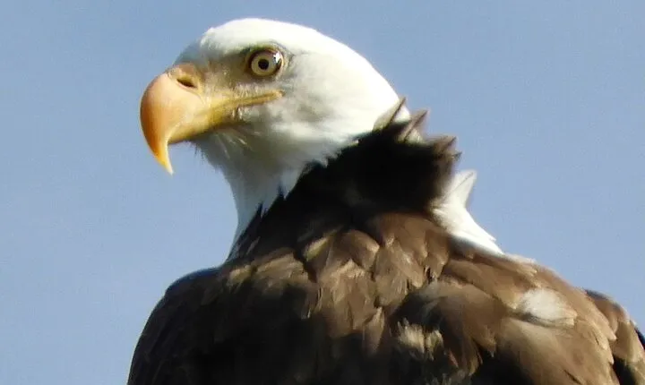 Colorado's Birds of Prey Full-Day with Lunch