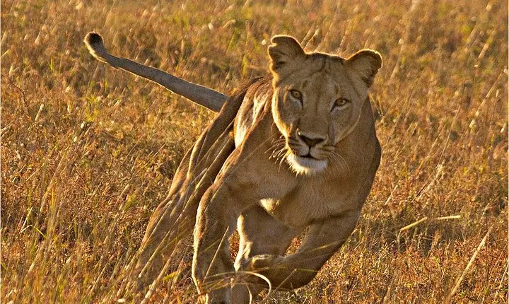 Masai Mara 3 Days Luxury Tented Safari
