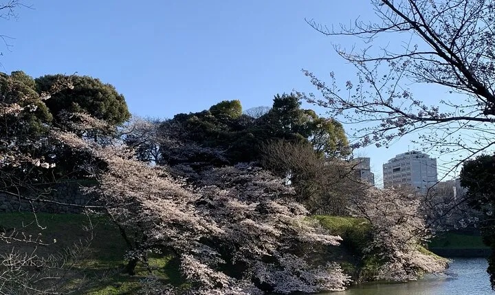 Private Tokyo Cherry Blossom Tour – Custom Sakura Viewing Spots