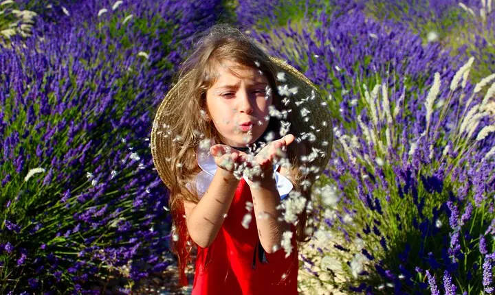 Dream of women-Lavender fields, wines tasting, lunch in Provence