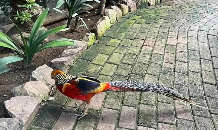 World Of Birds, Table Mountain and Constantia Wineries Day Tour